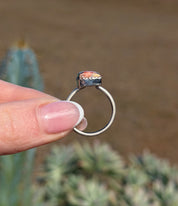 Square Ring Spiny Oyster