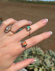 Square Ring Spiny Oyster